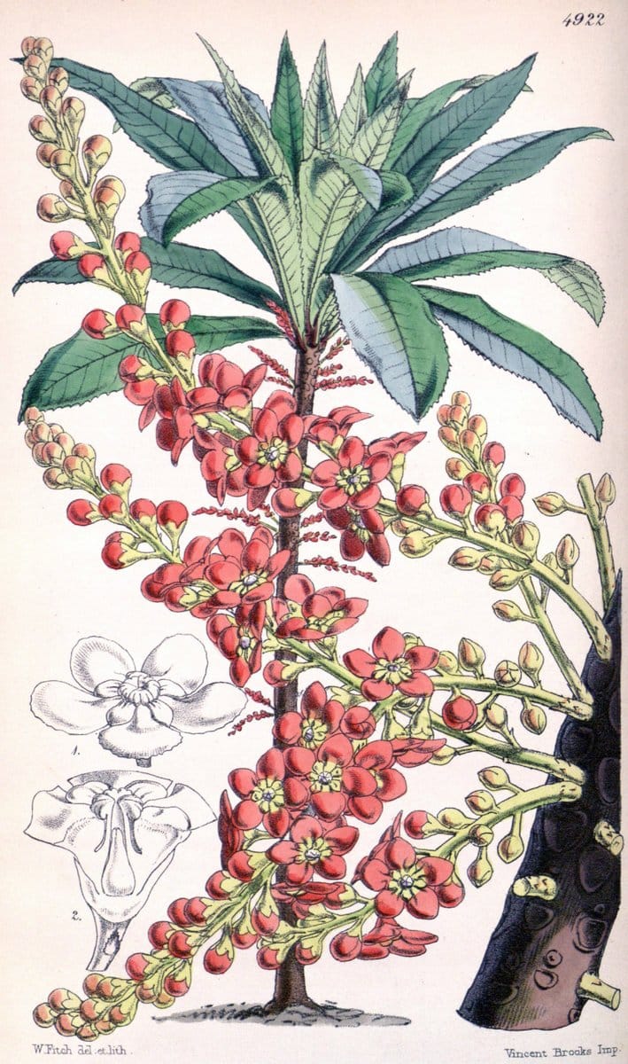 Curtis's botanical magazine. London ;New York [etc.] :Academic Press [etc.]. | Botany Periodicals "Pictorial works"  | Vintage Print Reproduction 455028