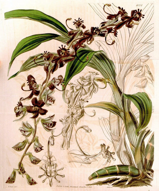Curtis's botanical magazine. London ; New York [etc.] :Academic Press [etc.]. | "Botanical illustration" Botany Periodicals "Pictorial works" "Plants, Ornamental"  | Vintage Print Reproduction 455034