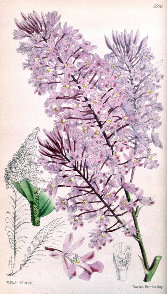 Curtis's botanical magazine. London ; New York [etc.] :Academic Press [etc.]. | "Botanical illustration" Botany Periodicals "Pictorial works" "Plants, Ornamental"  | Vintage Print Reproduction 455036