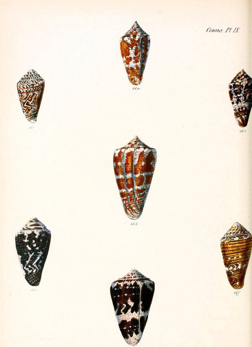 Conchologia iconica, or, Illustrations of the shells of molluscous animals. v.1London :Reeve, Brothers,1843-1878. |  | Vintage Print Reproduction 455037