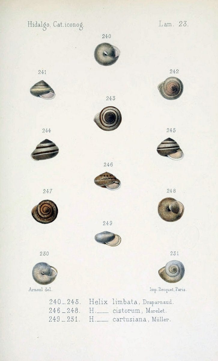Catalogo iconografico y descriptivo de los moluscos terrestres de EspaÃ Â±a, Portugal y la | "Balearic Islands" Mollusks Portugal Spain  | Vintage Print Reproduction 455040