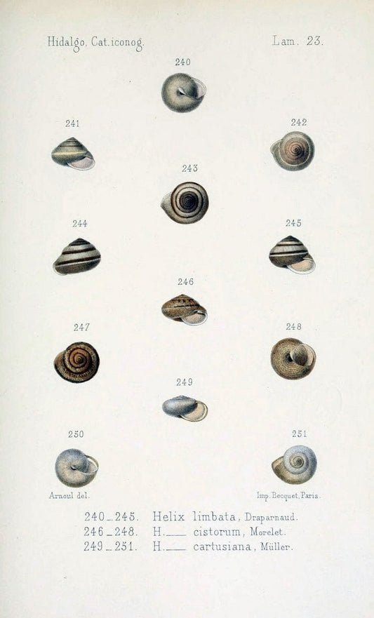 Catalogo iconografico y descriptivo de los moluscos terrestres de EspaÃ Â±a, Portugal y la | "Balearic Islands" Mollusks Portugal Spain  | Vintage Print Reproduction 455040