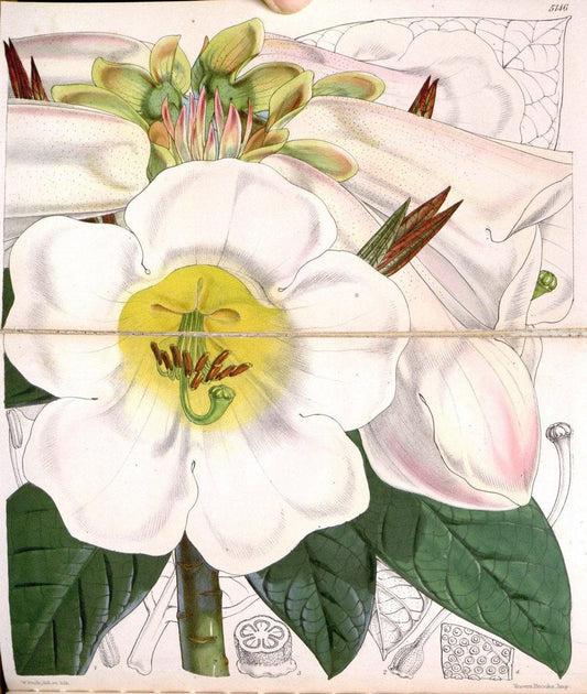 Curtis's botanical magazine. London ; New York [etc.] :Academic Press [etc.]. | "Botanical illustration" Botany Periodicals "Pictorial works" "Plants, Ornamental"  | Vintage Print Reproduction 455042