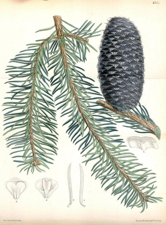 Curtis's botanical magazine. London ; New York [etc.] :Academic Press [etc.]. | "Botanical illustration" Botany Periodicals "Pictorial works" "Plants, Ornamental"  | Vintage Print Reproduction 455043