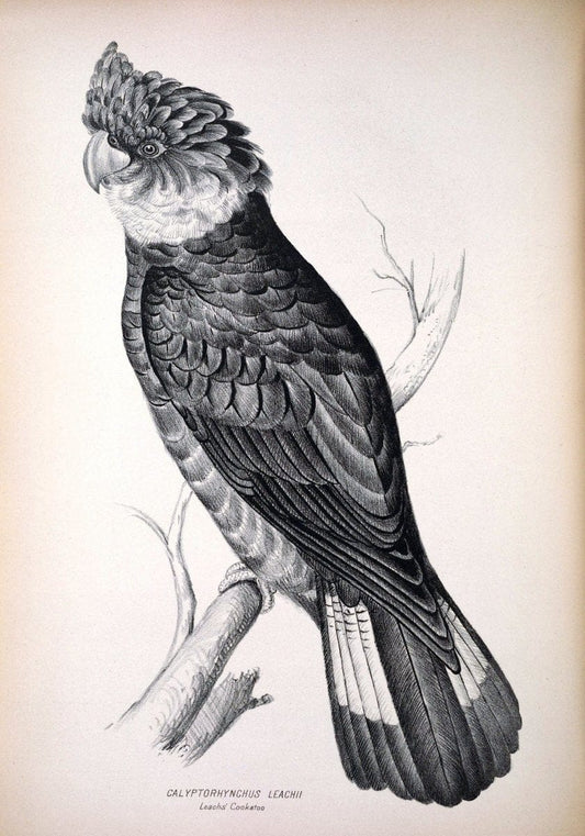 Companion to Gould's Handbook; or, Synopsis of the birds of Australia. Brisbane,Thorne & Greenwell,1877.  | Australia Birds | Vintage Print Reproduction 455044