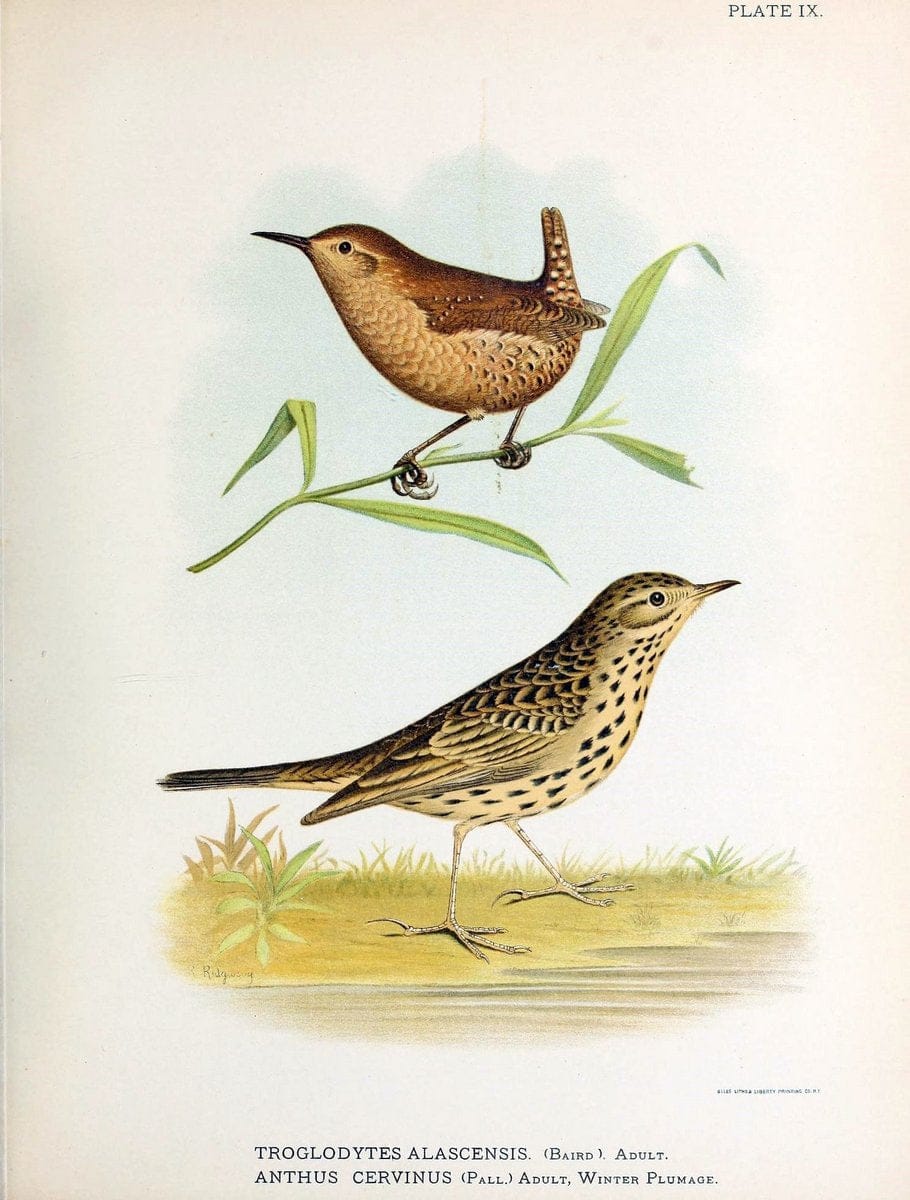 Contributions to the natural history of Alaska. Washington,Govt. Print. Off.1886.  | Alaska "Description and travel" Meteorology "Natural history" | Vintage Print Reproduction 455045