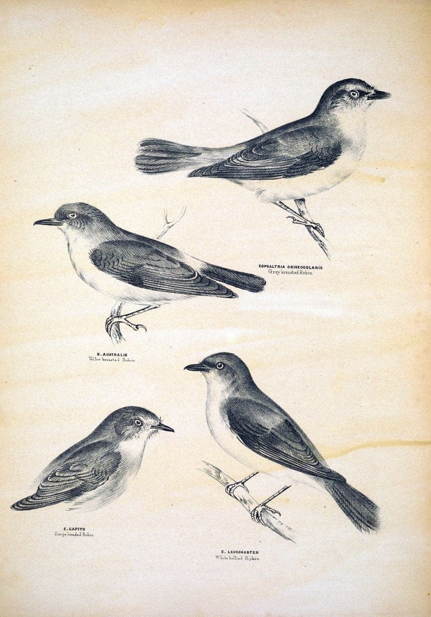 Companion to Gould's Handbook; or, Synopsis of the birds of Australia. Brisbane,Thorne & Greenwell,1877.  | Australia Birds | Vintage Print Reproduction 455046