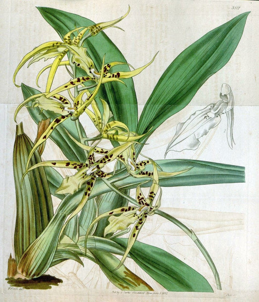 Curtis's botanical magazine. London ; New York [etc.] :Academic Press [etc.]. | "Botanical illustration" Botany Periodicals "Pictorial works" "Plants, Ornamental"  | Vintage Print Reproduction 455047