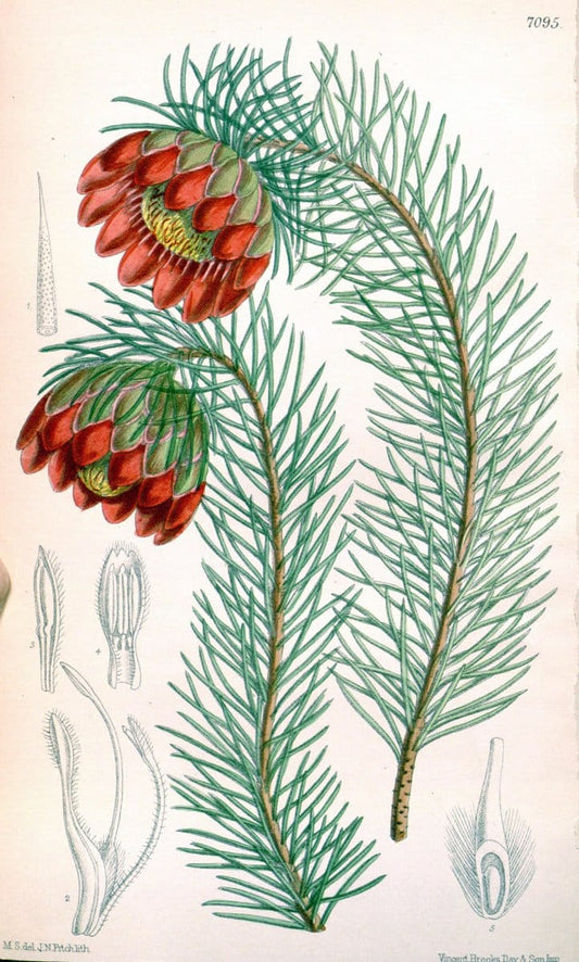 Curtis's botanical magazine. London ; New York [etc.] :Academic Press [etc.]. | "Botanical illustration" Botany Periodicals "Pictorial works" "Plants, Ornamental"  | Vintage Print Reproduction 455049