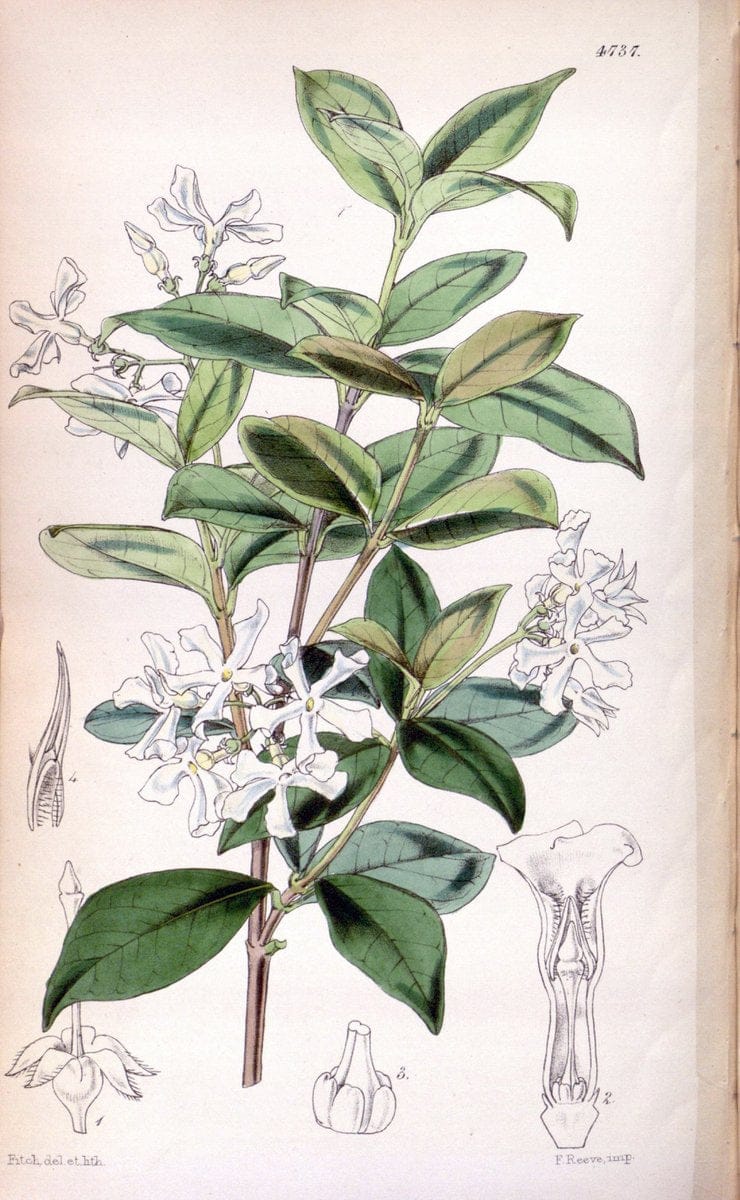 Curtis's botanical magazine. London ; New York [etc.] :Academic Press [etc.]. | "Botanical illustration" Botany Periodicals "Pictorial works" "Plants, Ornamental"  | Vintage Print Reproduction 455052