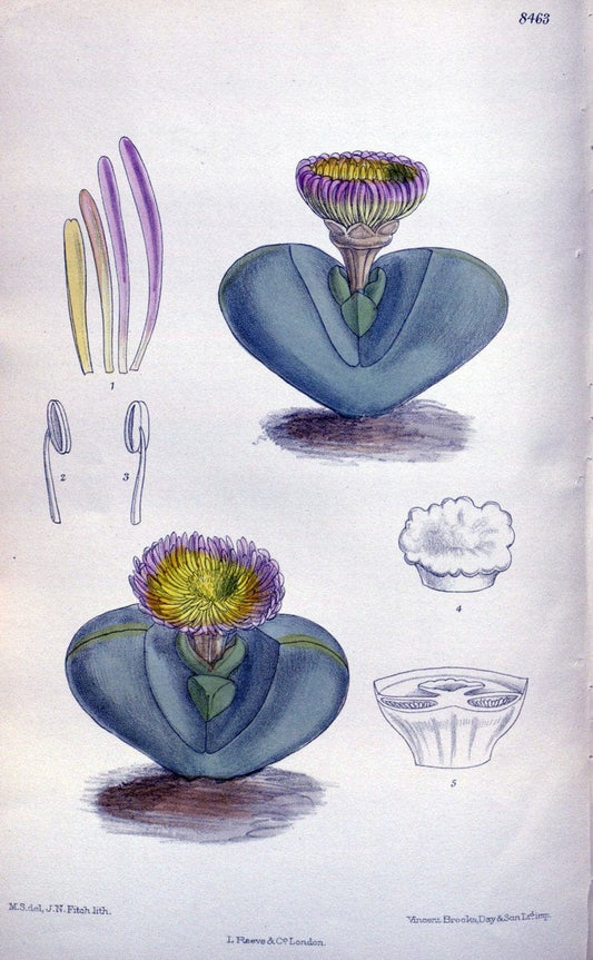 Curtis's botanical magazine. London ; New York [etc.] :Academic Press [etc.]. | "Botanical illustration" Botany Periodicals "Pictorial works" "Plants, Ornamental"  | Vintage Print Reproduction 455055