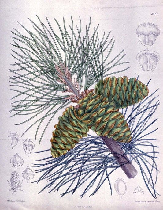 Curtis's botanical magazine. London ; New York [etc.] :Academic Press [etc.]. | "Botanical illustration" Botany Periodicals "Pictorial works" "Plants, Ornamental"  | Vintage Print Reproduction 455056