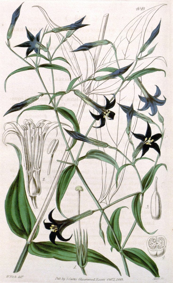 Curtis's botanical magazine. London ; New York [etc.] :Academic Press [etc.]. | "Botanical illustration" Botany Periodicals "Pictorial works" "Plants, Ornamental"  | Vintage Print Reproduction 455057