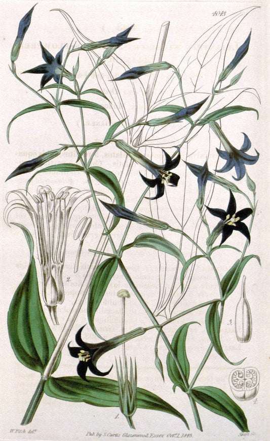 Curtis's botanical magazine. London ; New York [etc.] :Academic Press [etc.]. | "Botanical illustration" Botany Periodicals "Pictorial works" "Plants, Ornamental"  | Vintage Print Reproduction 455057