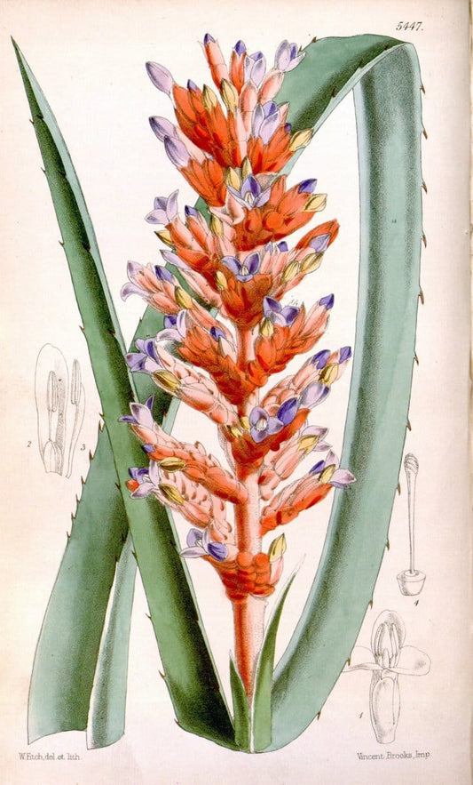 Curtis's botanical magazine..London ;New York [etc.] :Academic Press [etc.]. |  | Vintage Print Reproduction 455058