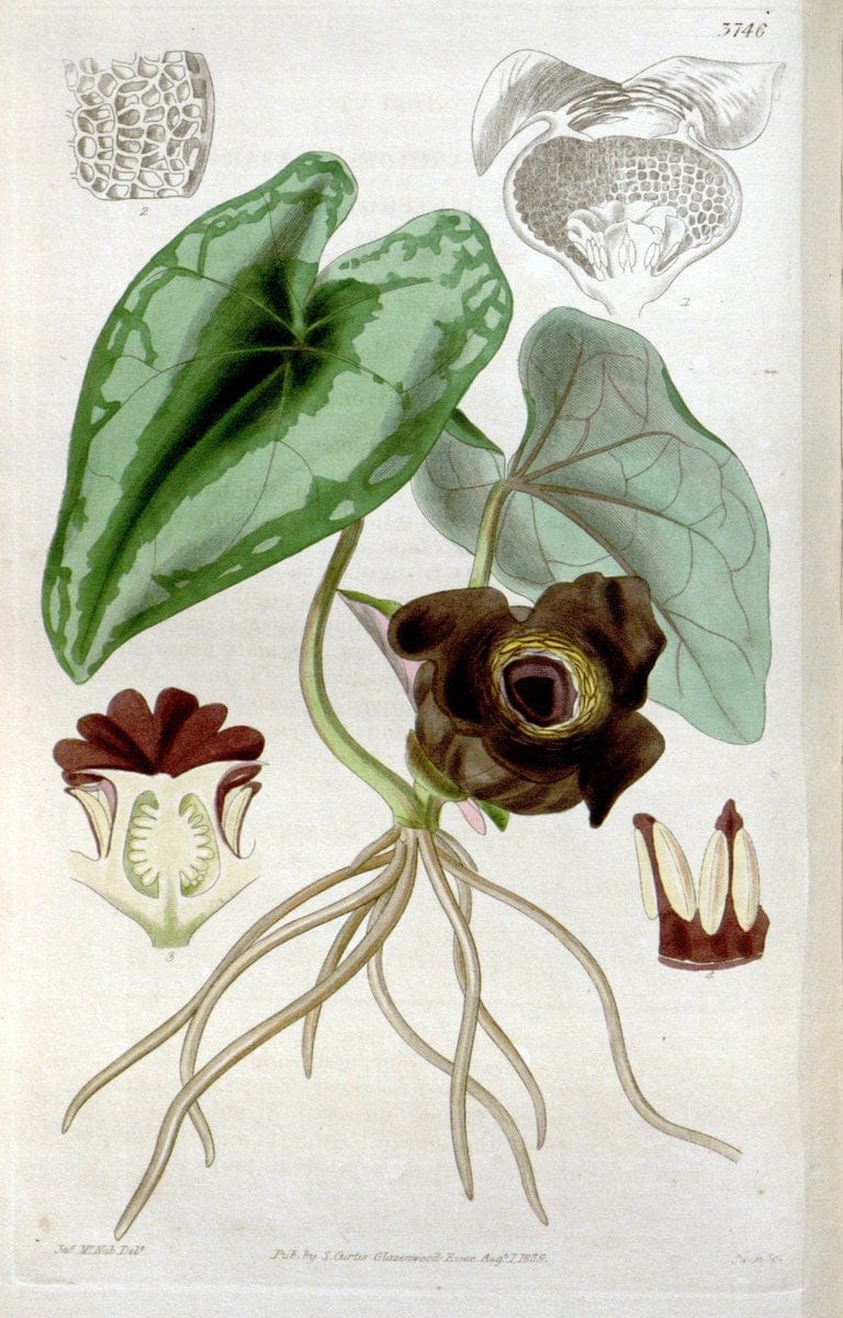 Curtis's botanical magazine..London ;New York [etc.] :Academic Press [etc.]. |  | Vintage Print Reproduction 455059