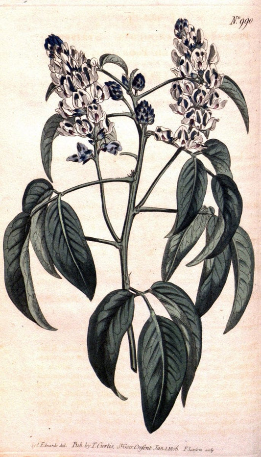 Curtis's botanical magazine. London ;New York [etc.] :Academic Press [etc.]. | Botany Periodicals "Pictorial works"  | Vintage Print Reproduction 455061
