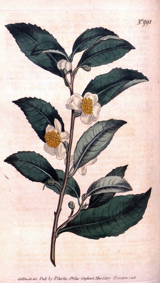 Curtis's botanical magazine. London ;New York [etc.] :Academic Press [etc.]. | Botany Periodicals "Pictorial works"  | Vintage Print Reproduction 455062