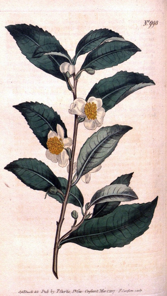 Curtis's botanical magazine. London ;New York [etc.] :Academic Press [etc.]. | Botany Periodicals "Pictorial works"  | Vintage Print Reproduction 455062