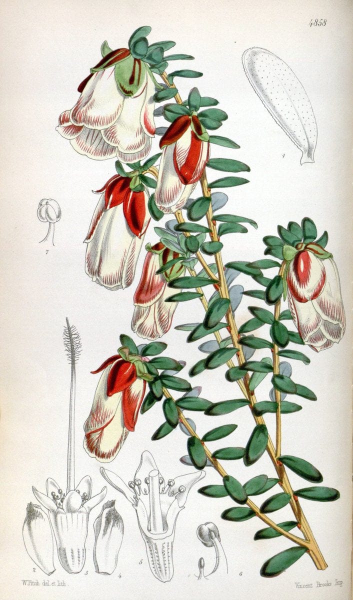 Curtis's botanical magazine. London ;New York [etc.] :Academic Press [etc.]. | Botany Periodicals "Pictorial works"  | Vintage Print Reproduction 455063