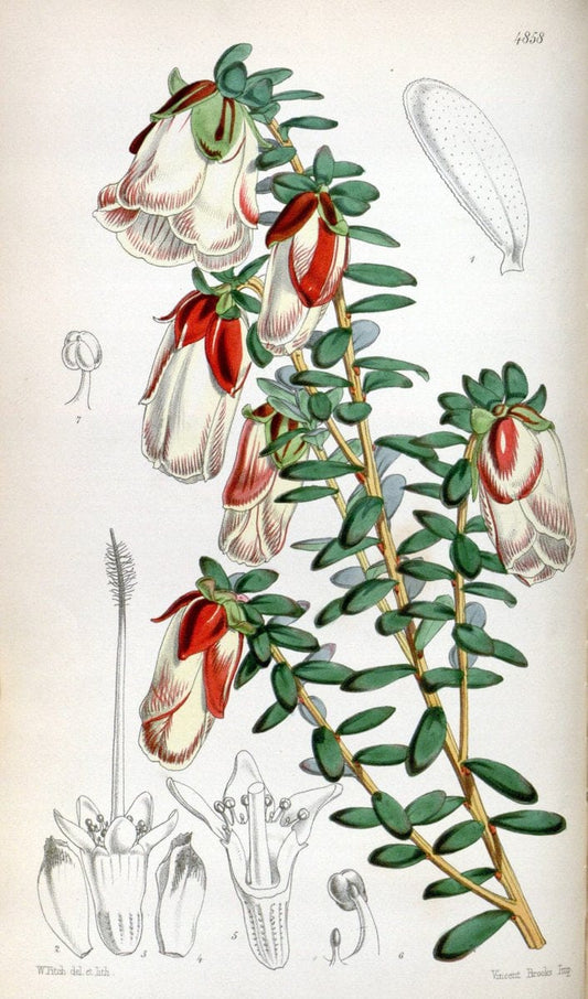 Curtis's botanical magazine. London ;New York [etc.] :Academic Press [etc.]. | Botany Periodicals "Pictorial works"  | Vintage Print Reproduction 455063