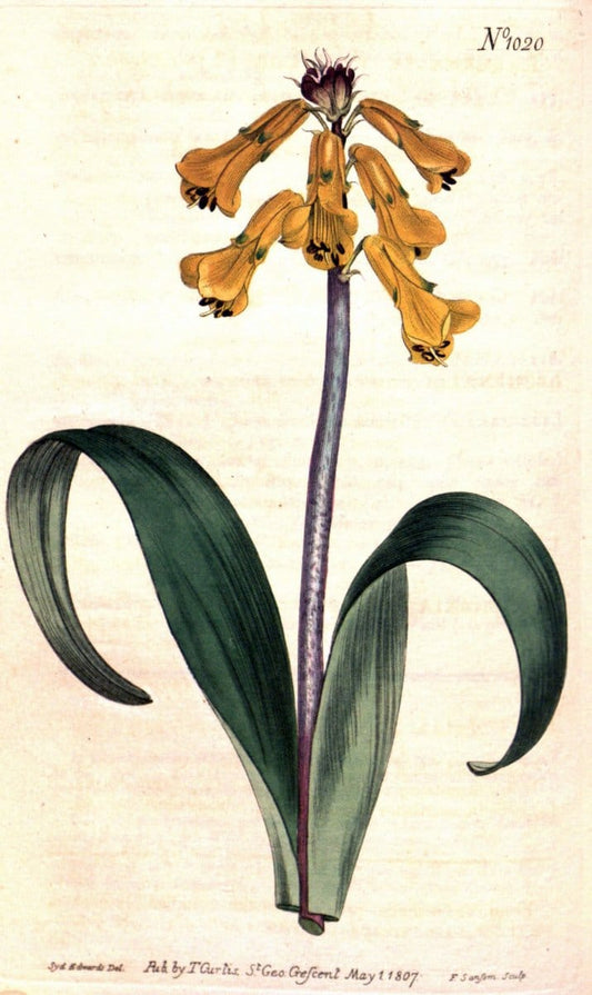 Curtis's botanical magazine. London ;New York [etc.] :Academic Press [etc.]. | Botany Periodicals "Pictorial works"  | Vintage Print Reproduction 455064