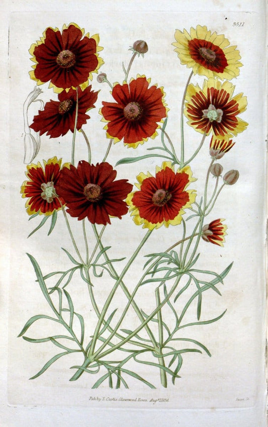 Curtis's botanical magazine. London ;New York [etc.] :Academic Press [etc.]. | Botany Periodicals "Pictorial works"  | Vintage Print Reproduction 455066