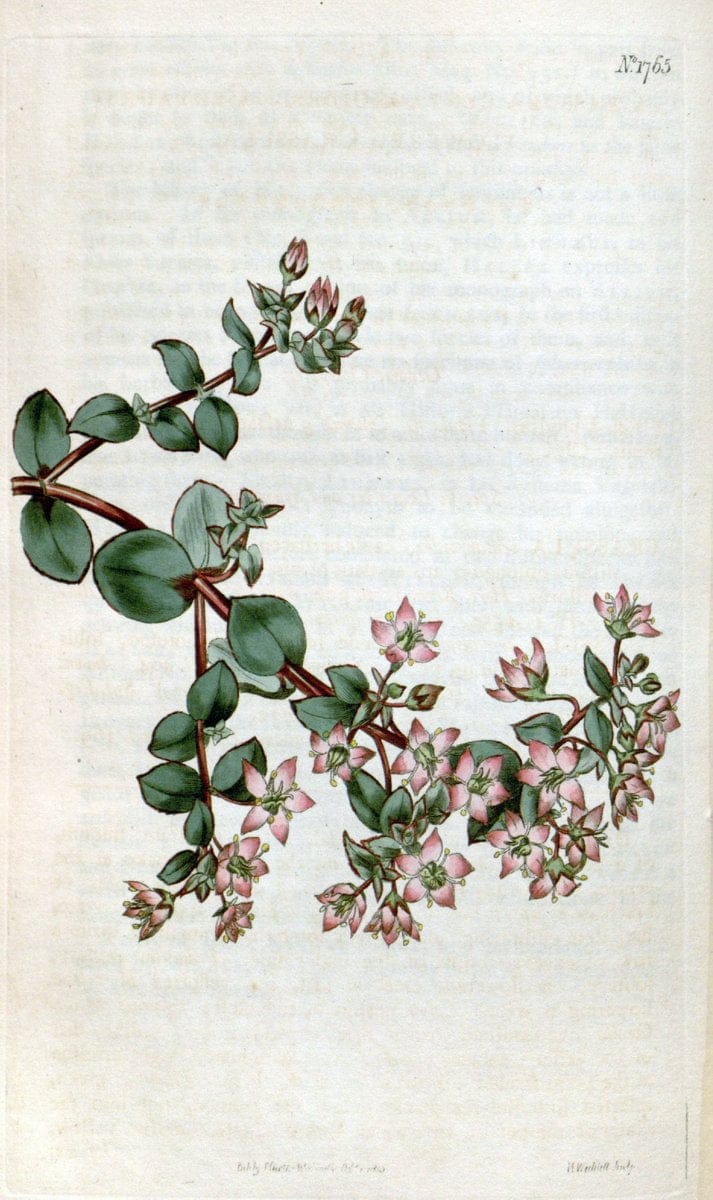 Curtis's botanical magazine. London ; New York [etc.] :Academic Press [etc.]. | "Botanical illustration" Botany Periodicals "Pictorial works" "Plants, Ornamental"  | Vintage Print Reproduction 455067
