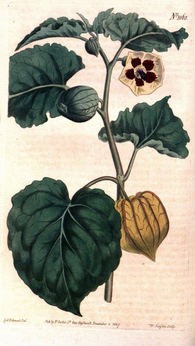 Curtis's botanical magazine. London ; New York [etc.] :Academic Press [etc.]. | "Botanical illustration" Botany Periodicals "Pictorial works" "Plants, Ornamental"  | Vintage Print Reproduction 455070