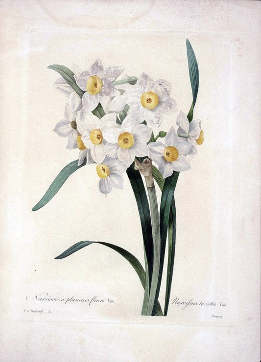 Choix des plus belles fleurs :.Paris :Ernest Panckoucke,[1833].  | 1833 Botany France Icones "Pictorial works"  | Vintage Print Reproduction 455071