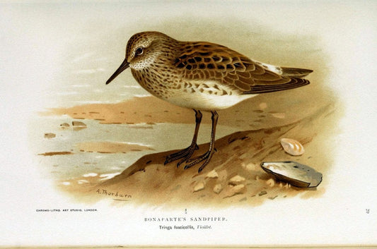 Coloured figures of the birds of the British Islands / issued by Lord Lilford. London :R | Birds "Great Britain" "Pictorial works"  | Vintage Print Reproduction 455074