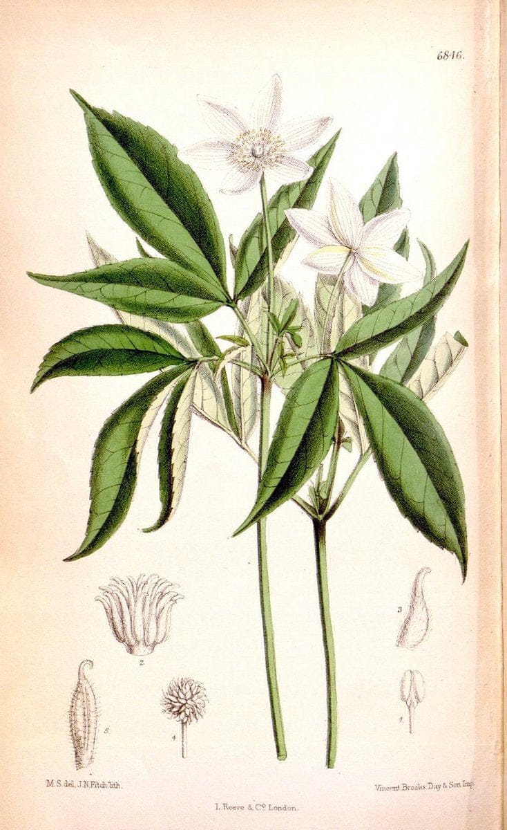Curtis's botanical magazine. London ; New York [etc.] :Academic Press [etc.]. | "Botanical illustration" Botany Periodicals "Pictorial works" "Plants, Ornamental"  | Vintage Print Reproduction 455075