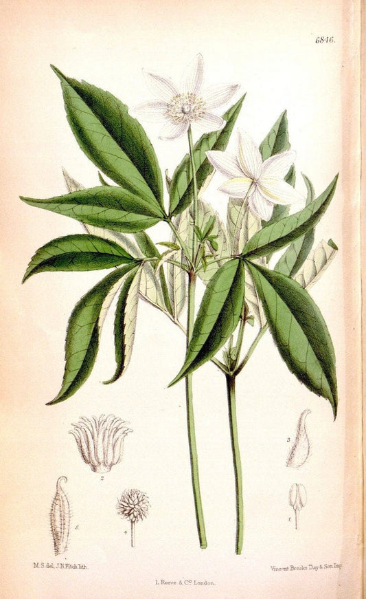 Curtis's botanical magazine. London ; New York [etc.] :Academic Press [etc.]. | "Botanical illustration" Botany Periodicals "Pictorial works" "Plants, Ornamental"  | Vintage Print Reproduction 455075