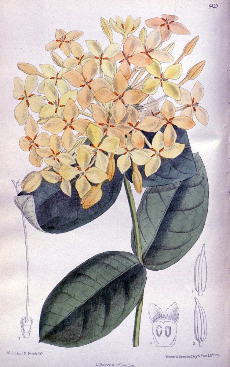Curtis's botanical magazine. London ; New York [etc.] :Academic Press [etc.]. | "Botanical illustration" Botany Periodicals "Pictorial works" "Plants, Ornamental"  | Vintage Print Reproduction 455077