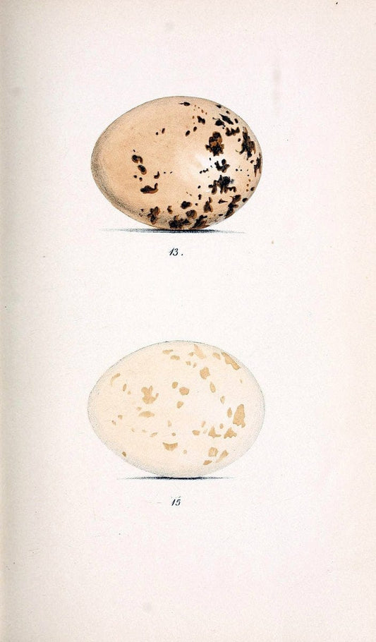 Coloured illustrations of British birds, and their eggs /.London :G.W. Nickisson,1842-1850.. |  | Vintage Print Reproduction 455078