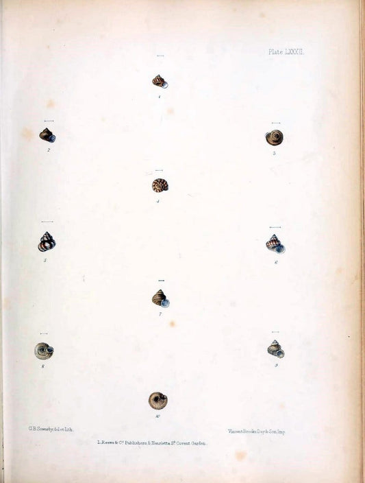 Conchologia indica,.London,1870-1876.. |  | Vintage Print Reproduction 455079