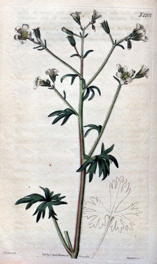 Curtis's botanical magazine. London ; New York [etc.] :Academic Press [etc.]. | "Botanical illustration" Botany Periodicals "Pictorial works" "Plants, Ornamental"  | Vintage Print Reproduction 455080