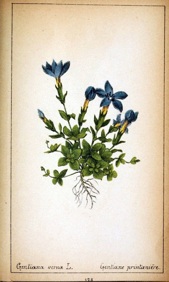 Choix de plantes de l'Europe centrale et particuliÃ¨rement de la Suisse et de la SavoieGe | Europe Central "Pictorial works" Plants "Savoy (France and Italy)" Switzerland  | Vintage Reproduction 455081