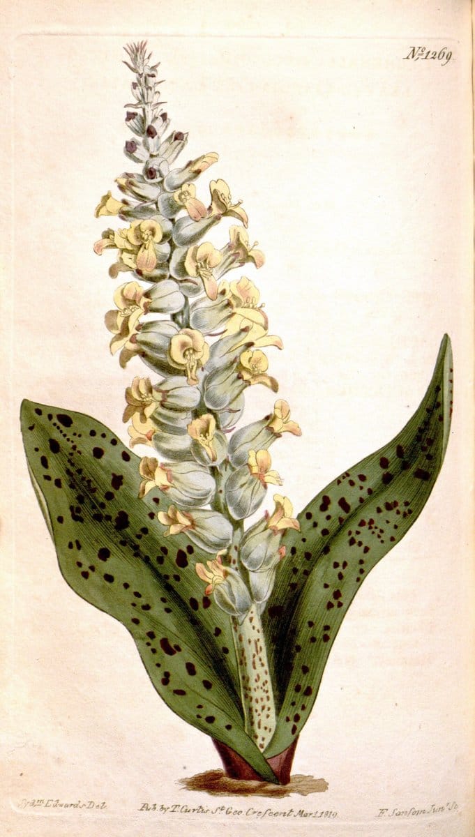 Curtis's botanical magazine. London ; New York [etc.] :Academic Press [etc.]. | "Botanical illustration" Botany Periodicals "Pictorial works" "Plants, Ornamental"  | Vintage Print Reproduction 455083