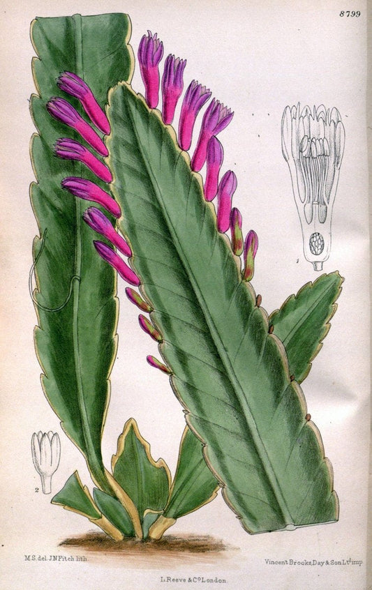 Curtis's botanical magazine. London ; New York [etc.] :Academic Press [etc.]. | "Botanical illustration" Botany Periodicals "Pictorial works" "Plants, Ornamental"  | Vintage Print Reproduction 455084