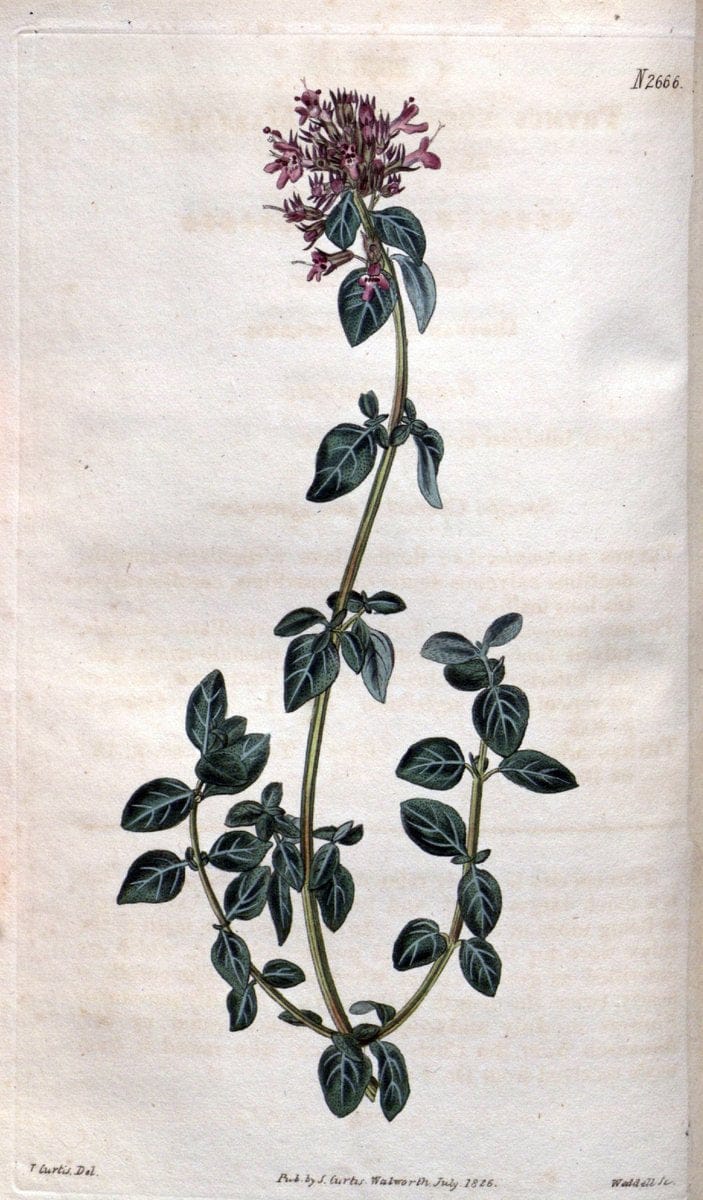 Curtis's botanical magazine. London ; New York [etc.] :Academic Press [etc.]. | "Botanical illustration" Botany Periodicals "Pictorial works" "Plants, Ornamental"  | Vintage Print Reproduction 455085