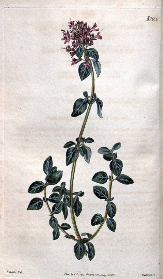 Curtis's botanical magazine. London ; New York [etc.] :Academic Press [etc.]. | "Botanical illustration" Botany Periodicals "Pictorial works" "Plants, Ornamental"  | Vintage Print Reproduction 455085