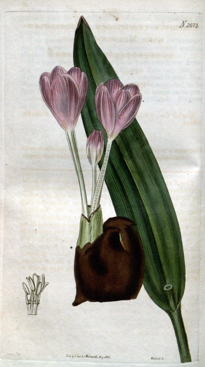 Curtis's botanical magazine. London ; New York [etc.] :Academic Press [etc.]. | "Botanical illustration" Botany Periodicals "Pictorial works" "Plants, Ornamental"  | Vintage Print Reproduction 455086