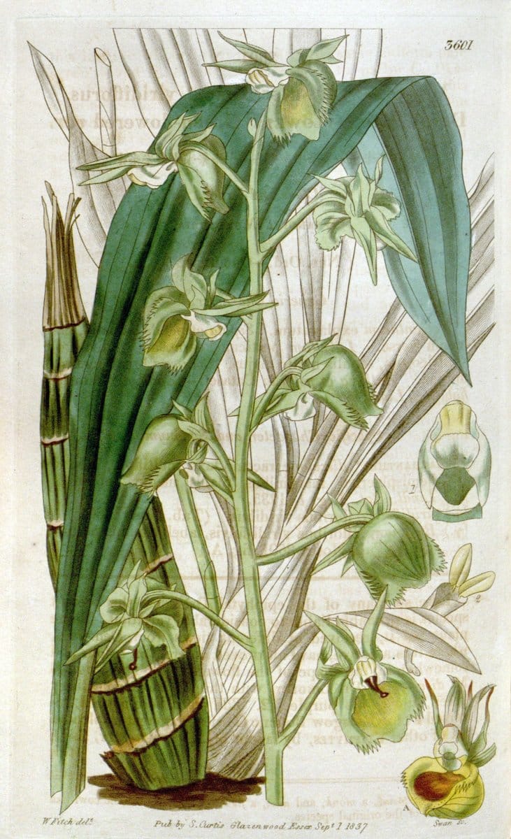 Curtis's botanical magazine. London ; New York [etc.] :Academic Press [etc.]. | "Botanical illustration" Botany Periodicals "Pictorial works" "Plants, Ornamental"  | Vintage Print Reproduction 455087