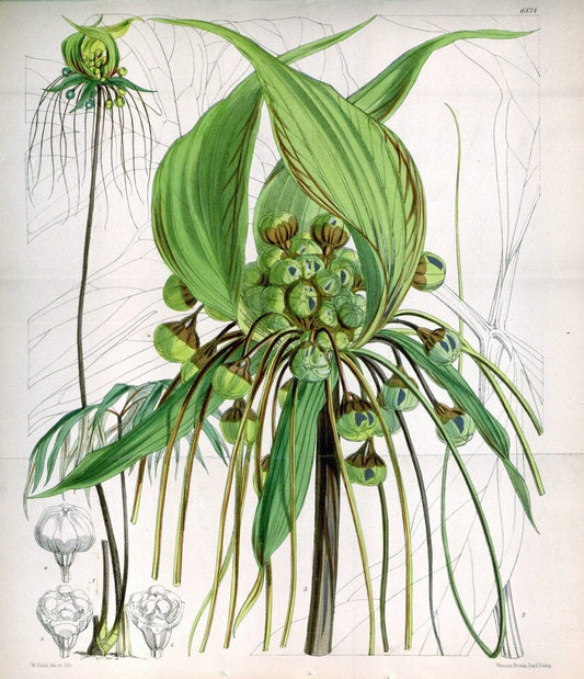 Curtis's botanical magazine. London ; New York [etc.] :Academic Press [etc.]. | "Botanical illustration" Botany Periodicals "Pictorial works" "Plants, Ornamental"  | Vintage Print Reproduction 455088