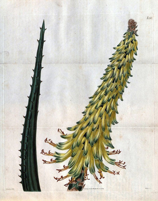 Curtis's botanical magazine. London ; New York [etc.] :Academic Press [etc.]. | "Botanical illustration" Botany Periodicals "Pictorial works" "Plants, Ornamental"  | Vintage Print Reproduction 455089
