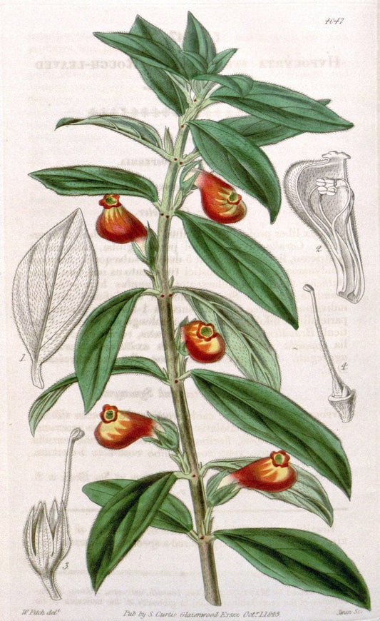 Curtis's botanical magazine. London ; New York [etc.] :Academic Press [etc.]. | "Botanical illustration" Botany Periodicals "Pictorial works" "Plants, Ornamental"  | Vintage Print Reproduction 455090