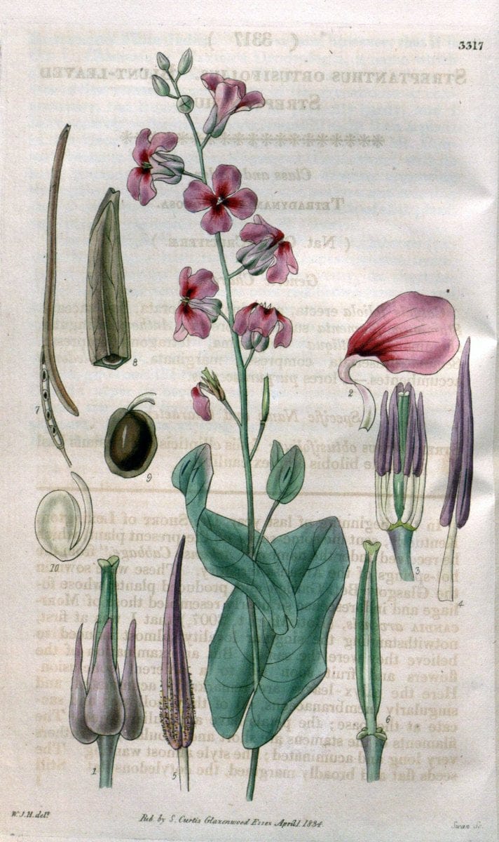 Curtis's botanical magazine..London ;New York [etc.] :Academic Press [etc.]. |  | Vintage Print Reproduction 455091