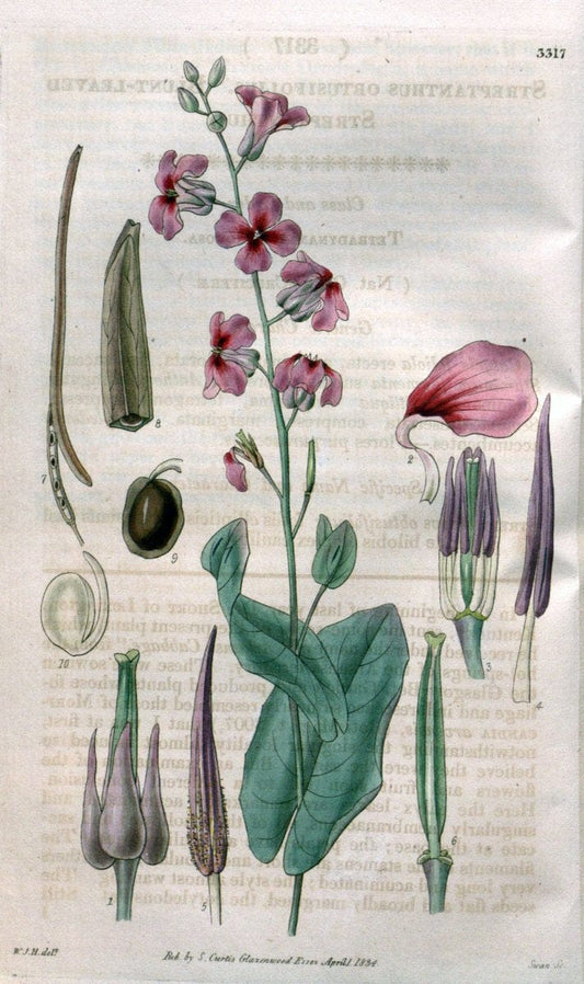 Curtis's botanical magazine..London ;New York [etc.] :Academic Press [etc.]. |  | Vintage Print Reproduction 455091