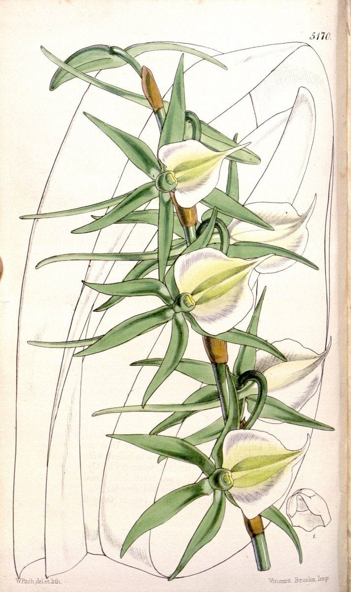 Curtis's botanical magazine. London ;New York [etc.] :Academic Press [etc.]. | Botany Periodicals "Pictorial works"  | Vintage Print Reproduction 455094